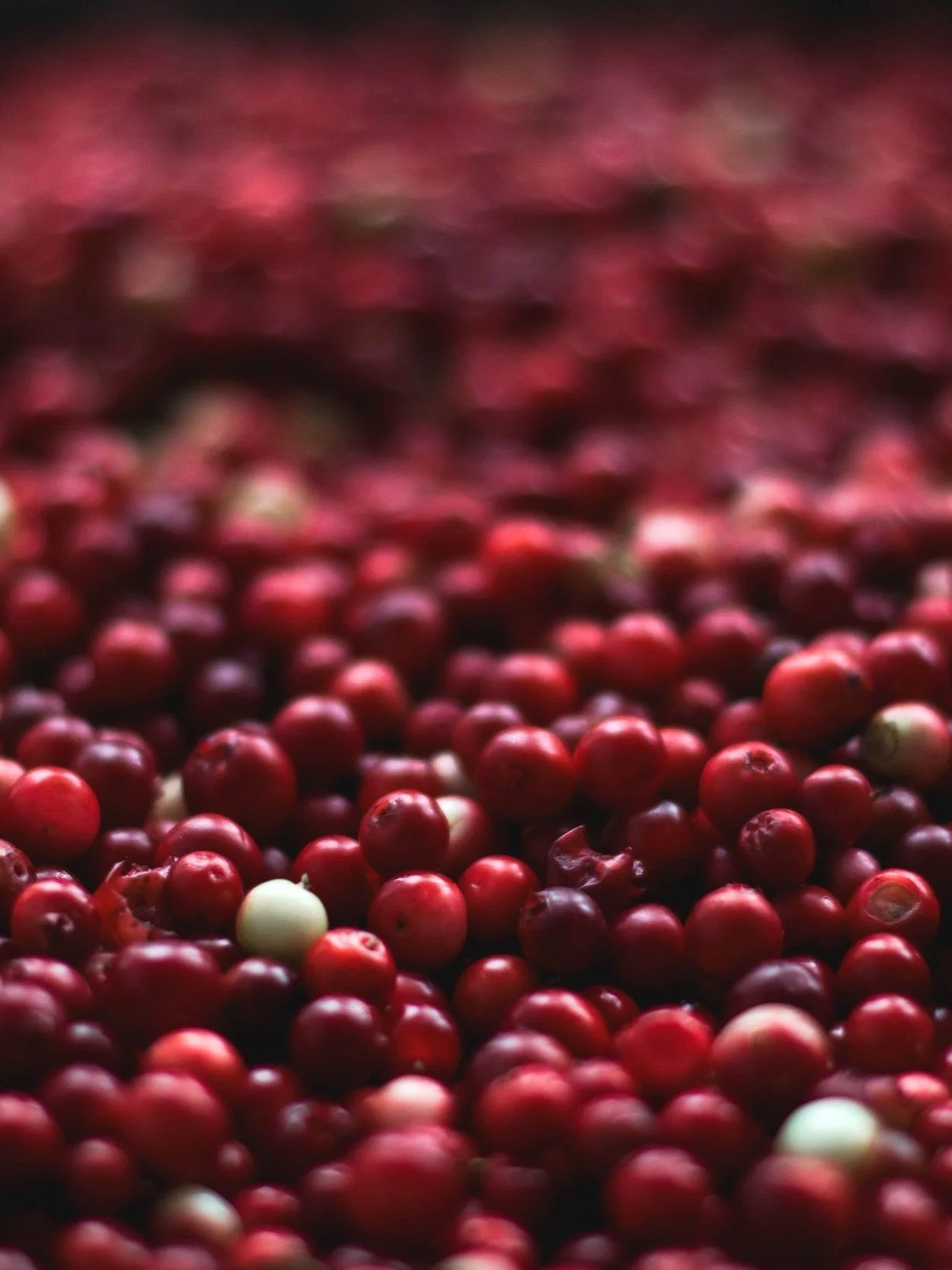 Jar of fresh red cherries