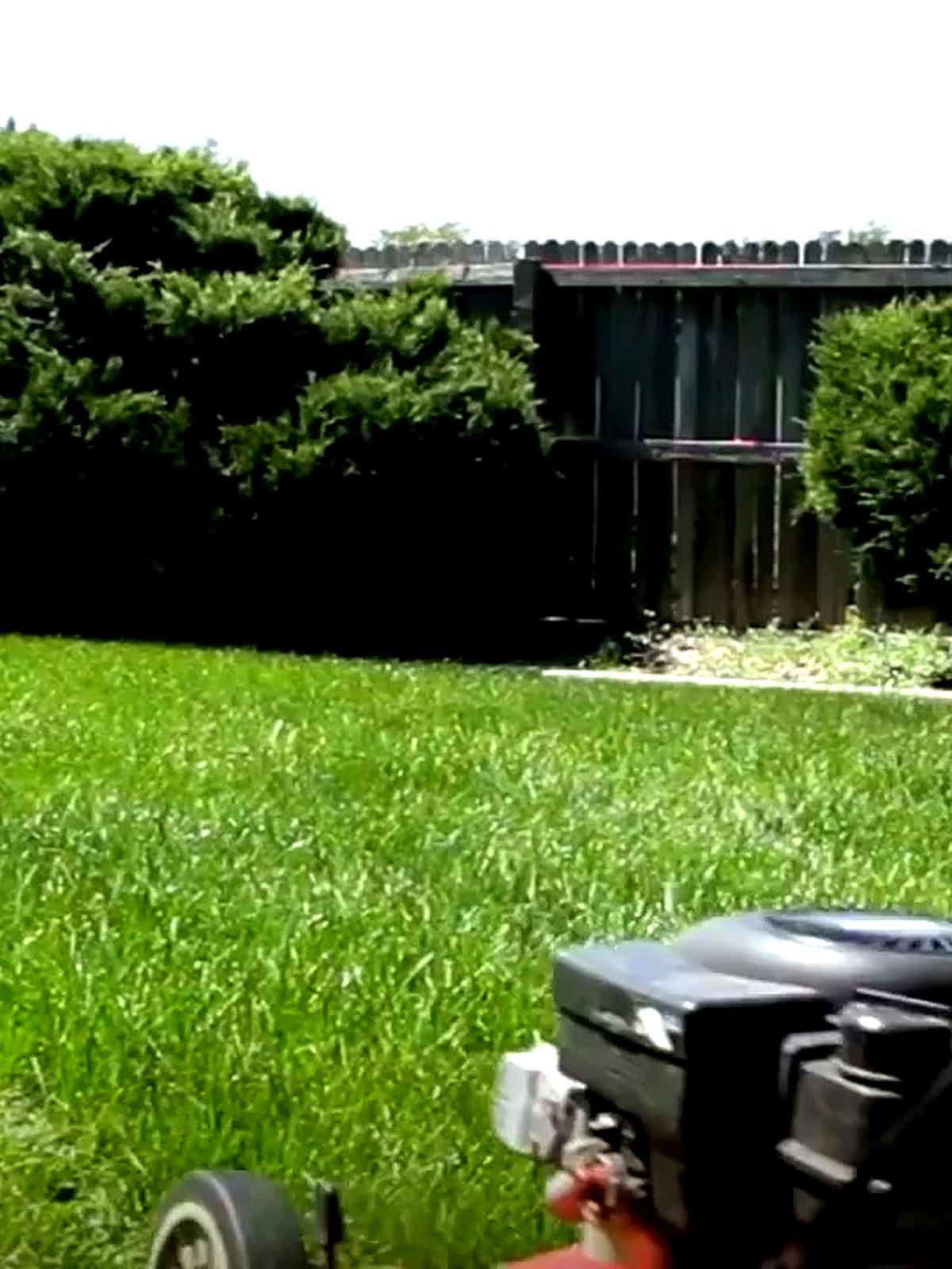 Slow Cooker Ribs - step 3 photo